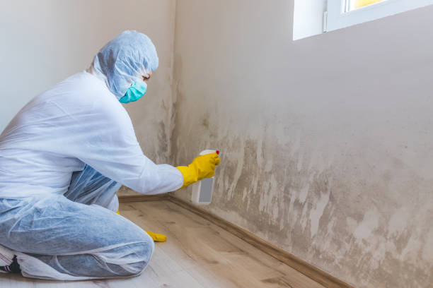 Best Basement Mold Removal  in Forest Hill, TX